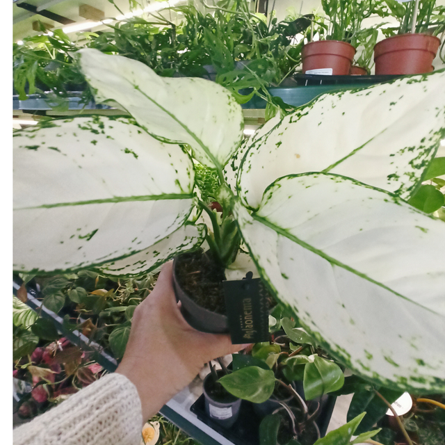 Aglaonema White Joy C1,2