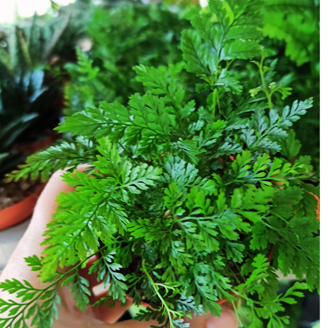 Aglaonema Peach Pearl C1,2