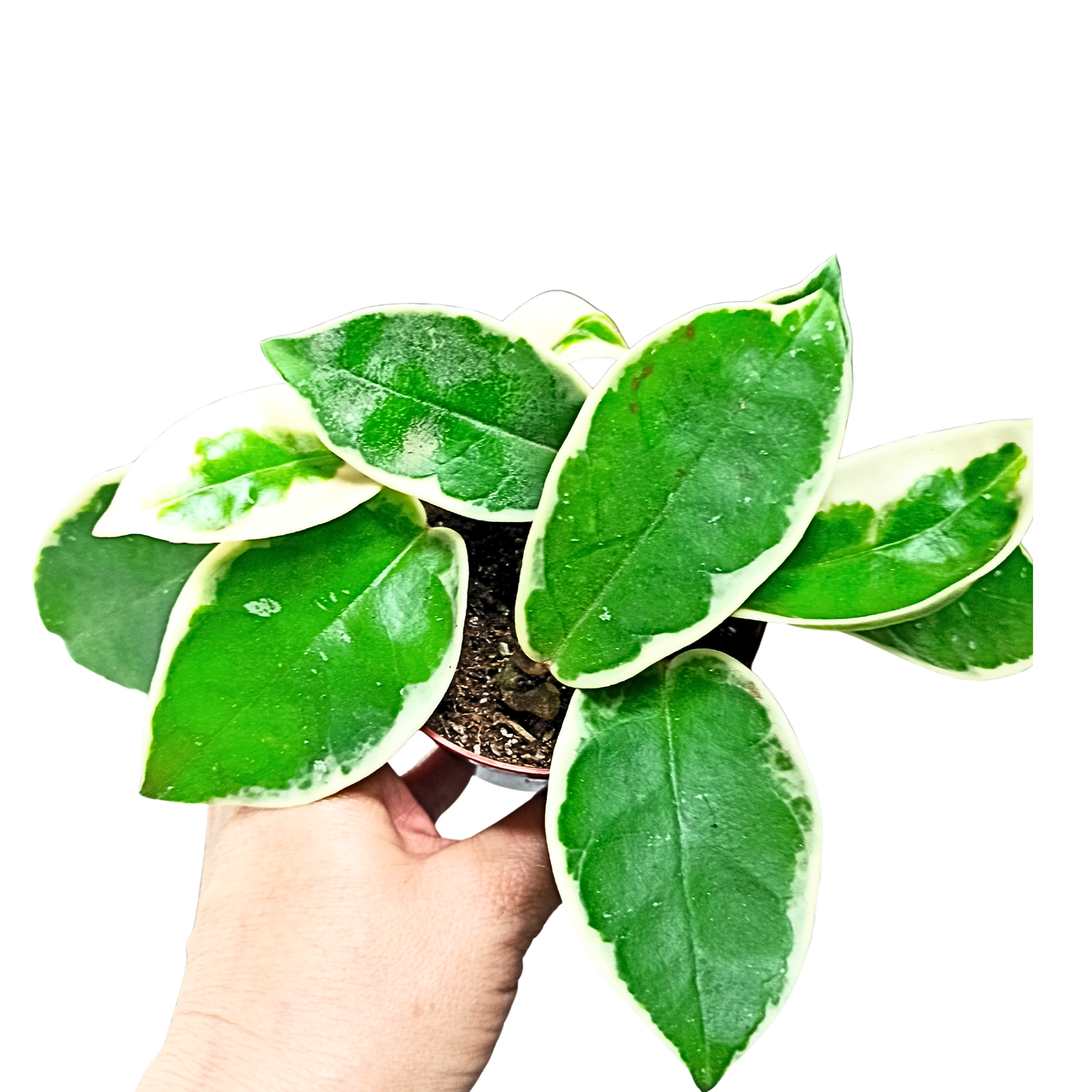 Hoya carnosa Krimson Queen C0,9