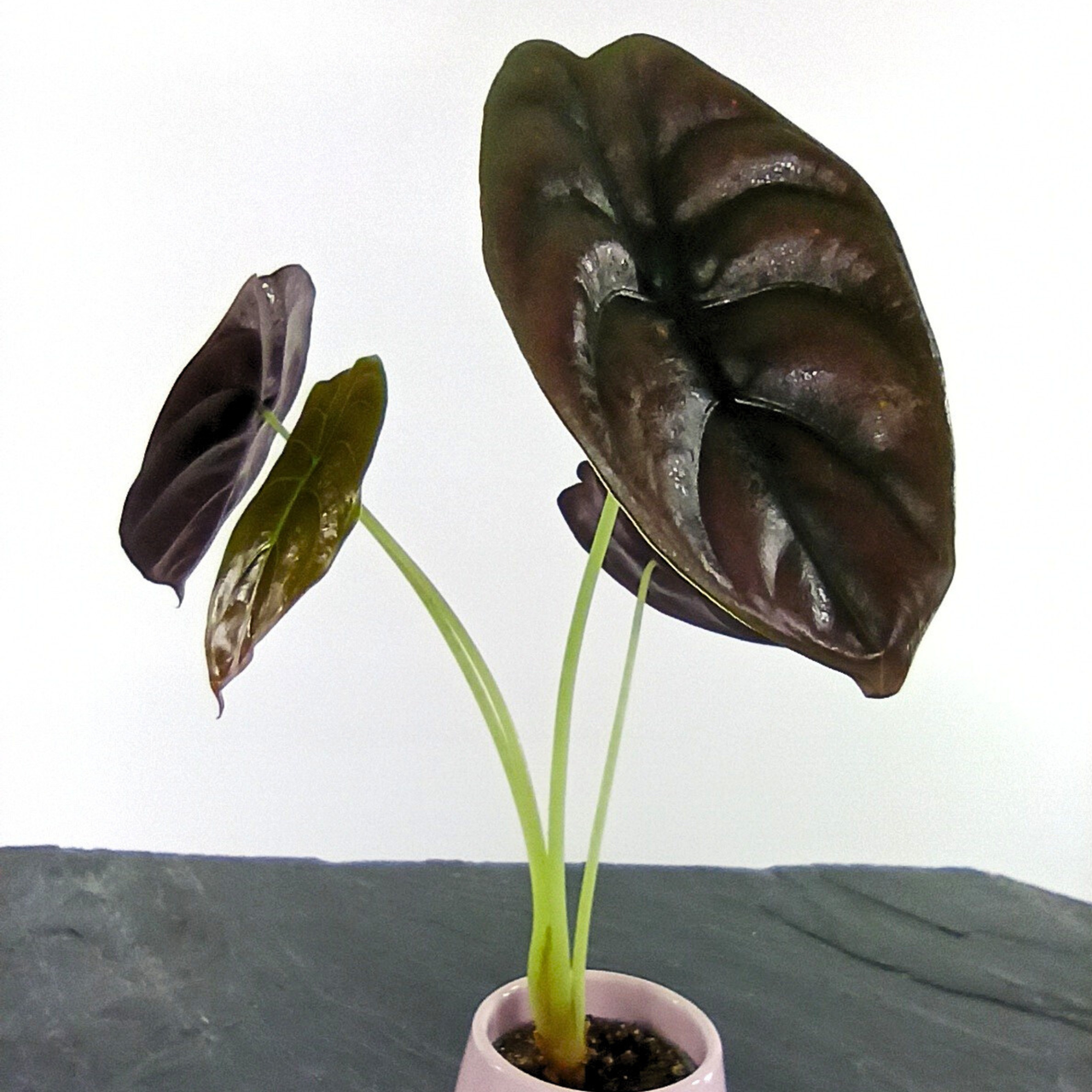 Alokazja Red Secret Alocasia C0,6