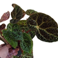Begonia Ferox C1,2