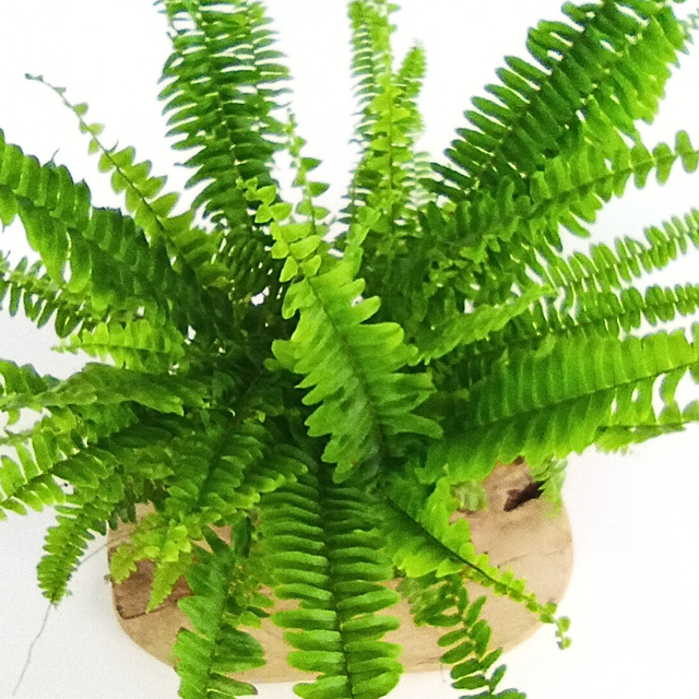 Nephrolepis exaltata Green Lady C1,2
