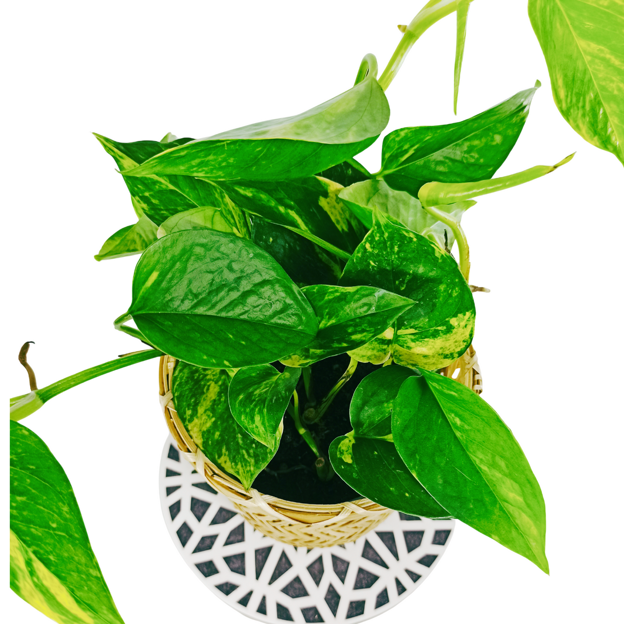 Epipremnum aureum Epipremnum złociste C1,2