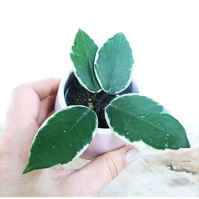 Hoya Flamingo Dream C0,6