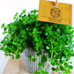 Pilea depressa C1,2