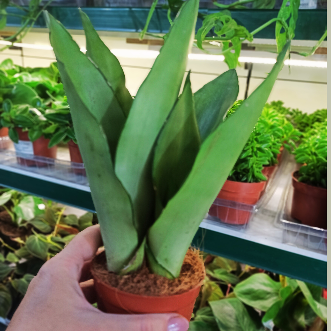 Sansewieria Moonshine Sansevieria trifasciata C0,9