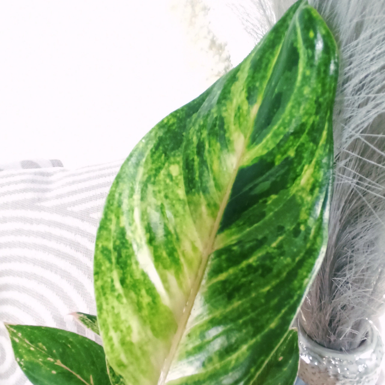 Aglaonema Peach Pearl C1,2