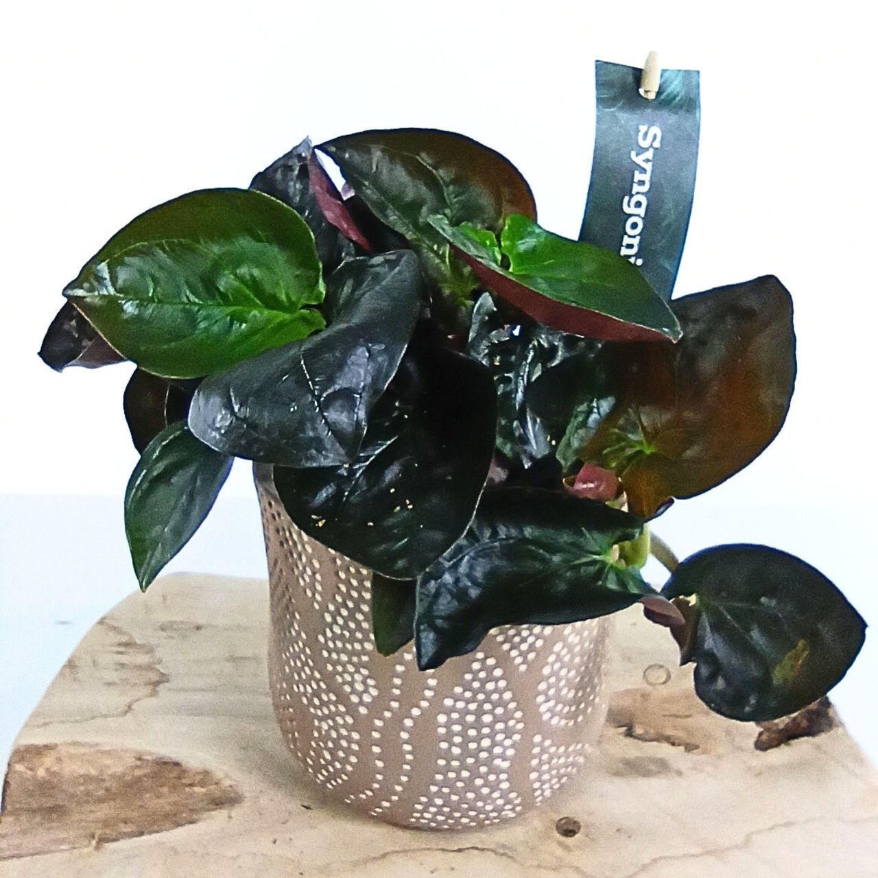 Syngonium Red Arrow C1,2