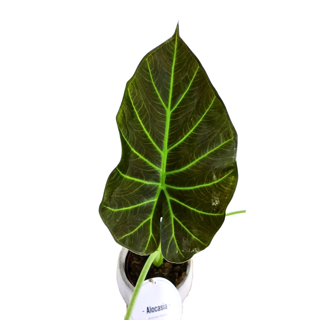 Alokazja Regal Shields Alocasia C1,2