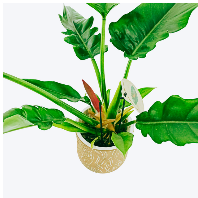 Philodendron Narrow C1,2