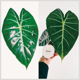 Alokazja Pink Dragon Alocasia C1,2