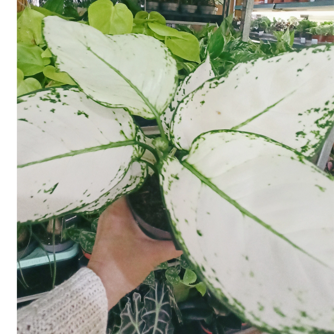 Aglaonema White Joy C1,2