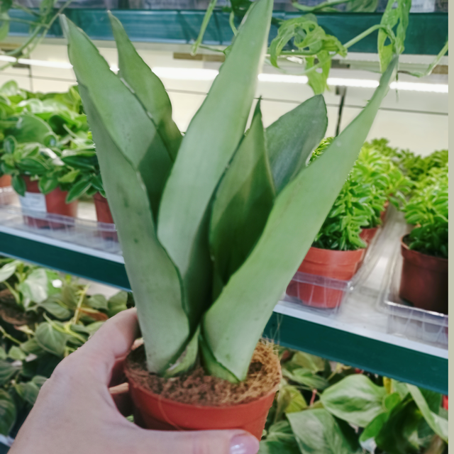 Sansewieria Moonshine Sansevieria trifasciata C0,9