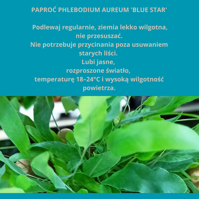 Paproć Phlebodium aureum Blue Star C0,9