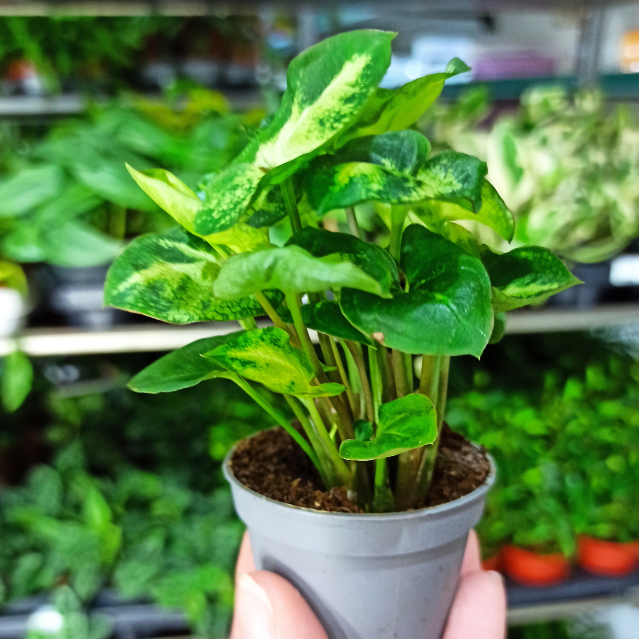 Syngonium Pixie C1,2