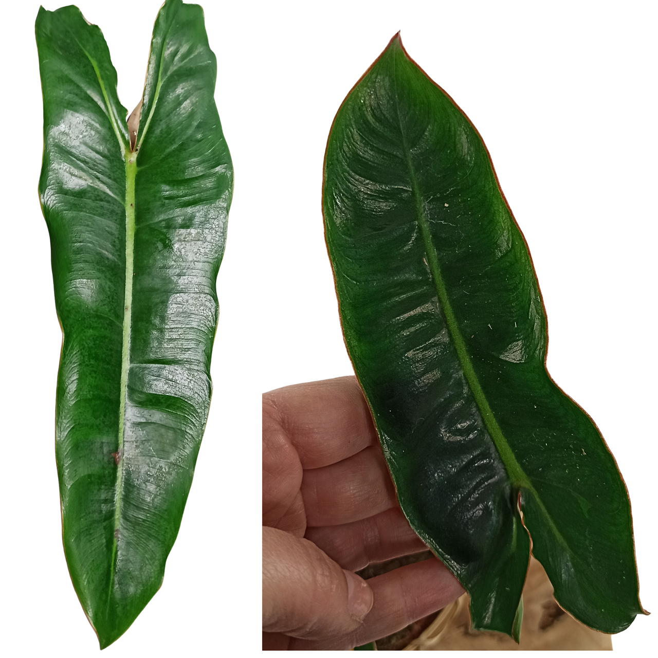 Philodendron Billietiae C1,2