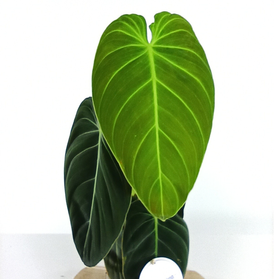 Filodendron Melanochrysum Philodendron C1,2