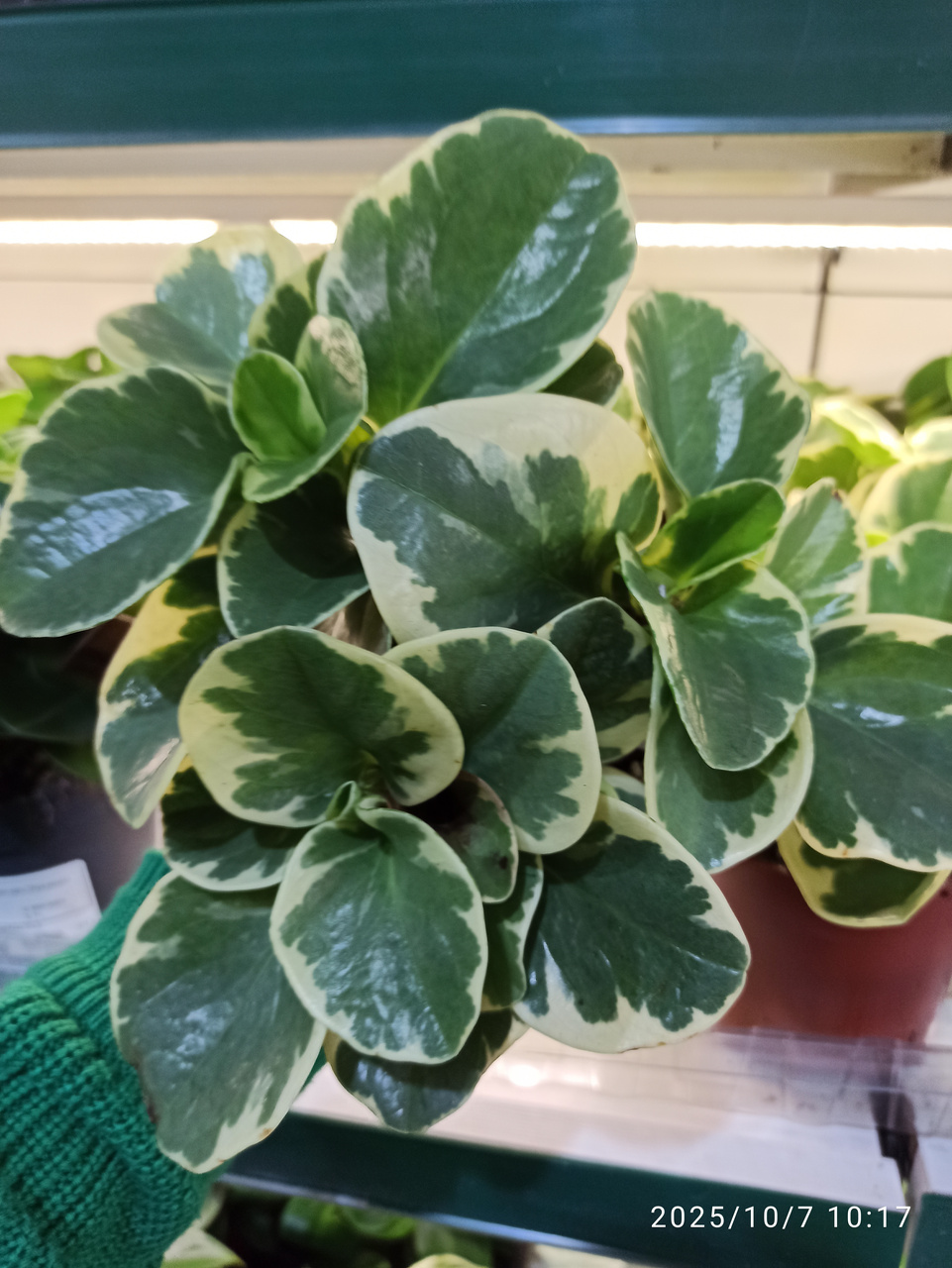 Peperomia obtusifolia variegata C1,2