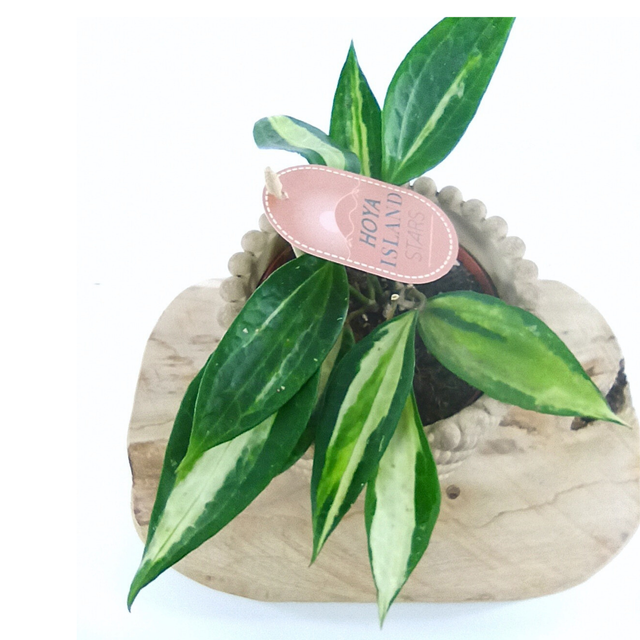 Hoya Pot of Gold C1,2