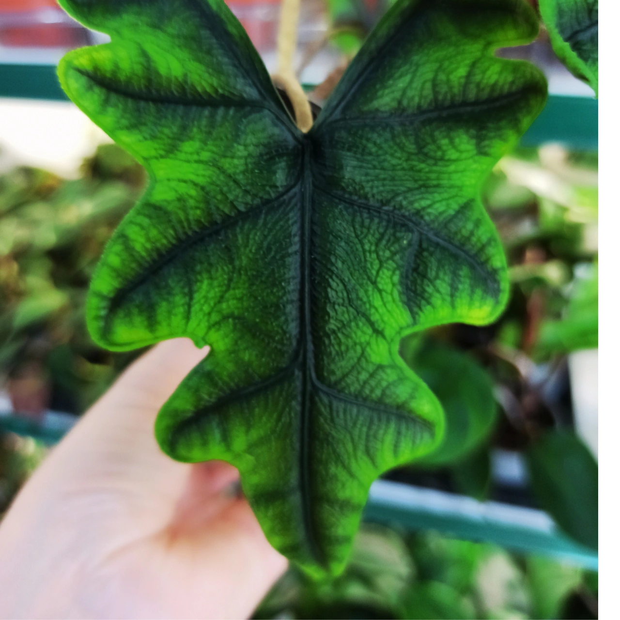 Aglaonema Peach Pearl C1,2