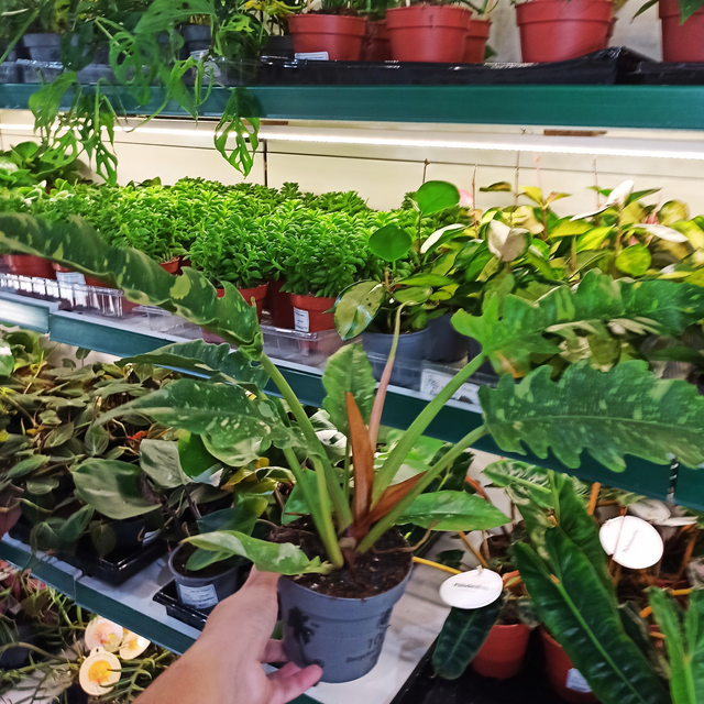 Filodendron Ring of Fire Philodendron C1,2