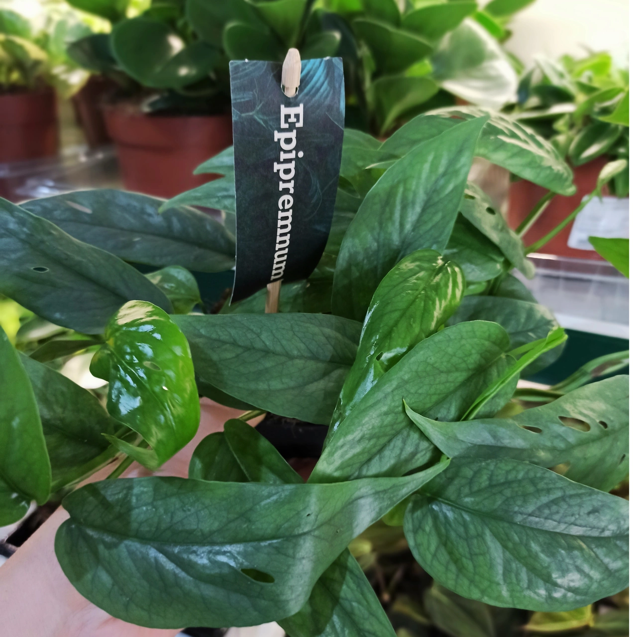 Epipremnum Cebu Blue C1,2