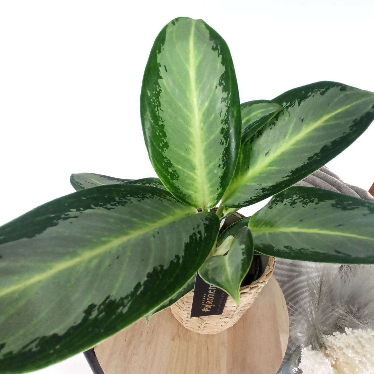 Aglaonema Silver Blue C1,2