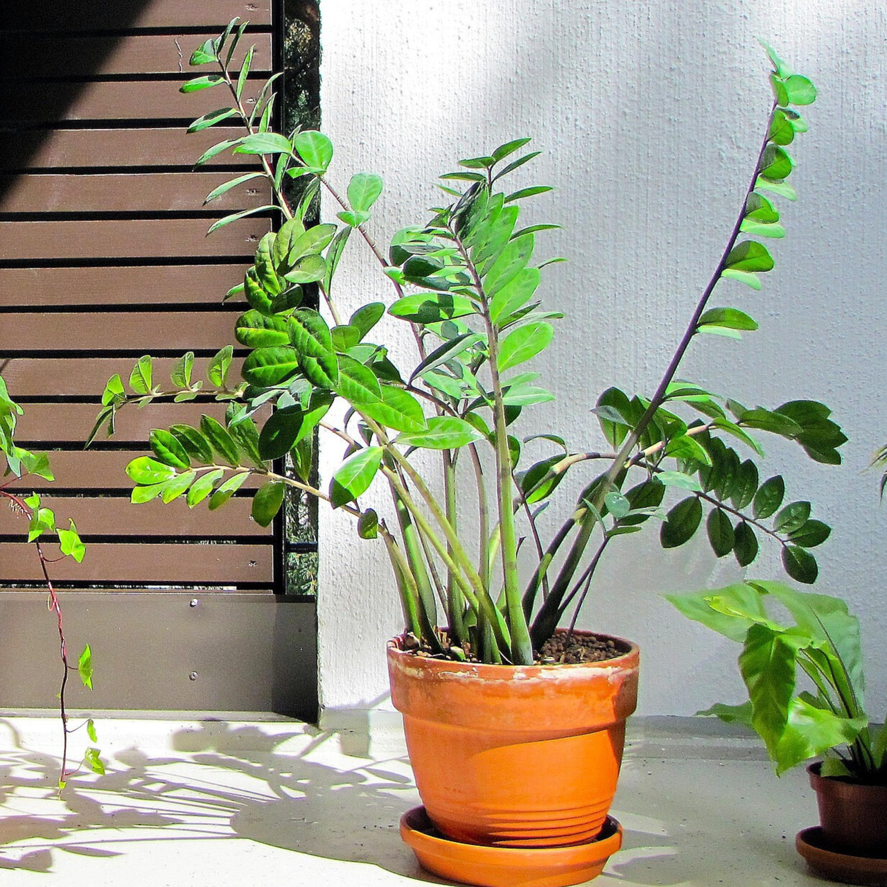 Zamioculcas Zenzi C1,2