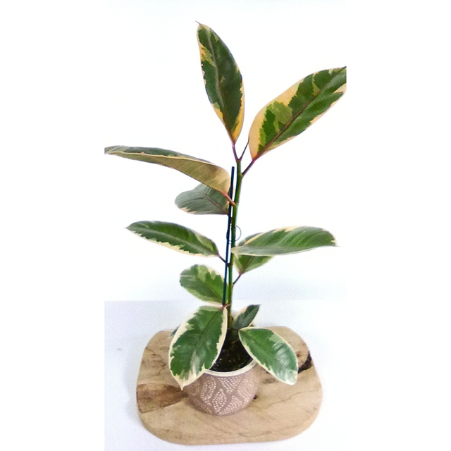 Ficus Elastica Belize C1,2