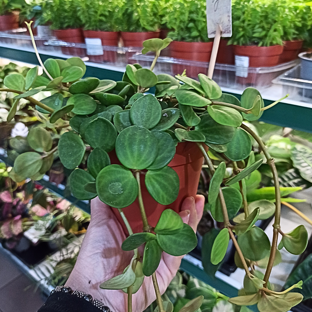 Peperomia tetraphylla Hope C1,2