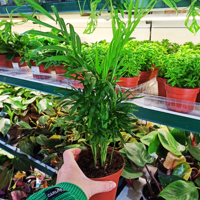 Palma Chamedora wytworna Chamaedorea elegans C1,2