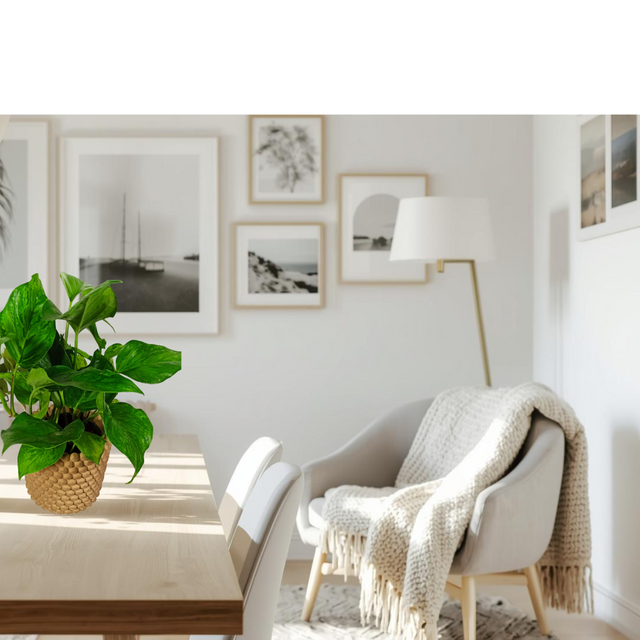 Epipremnum Marble Green C1,2