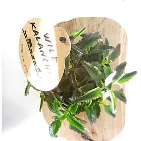 Kalanchoe daigremontiana C1,2