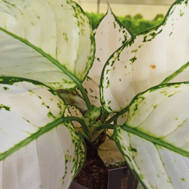 Aglaonema White Joy C1,2