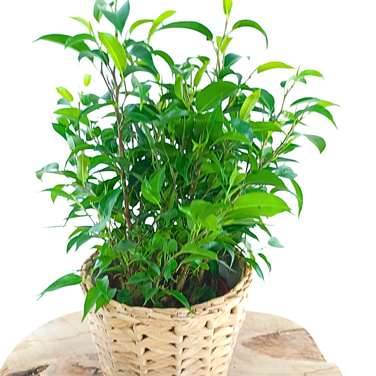 Ficus Nastasja (Ficus benjamina) C1,2