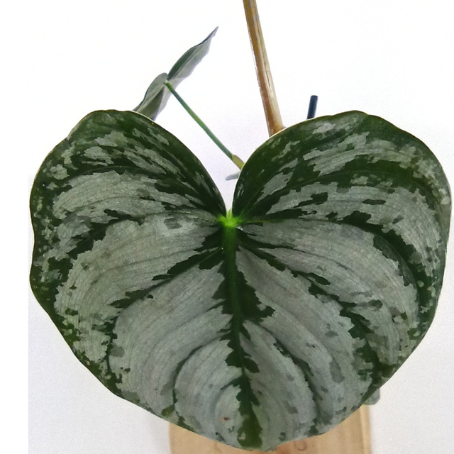 Filodendron brandtianum Philodendron C1,2