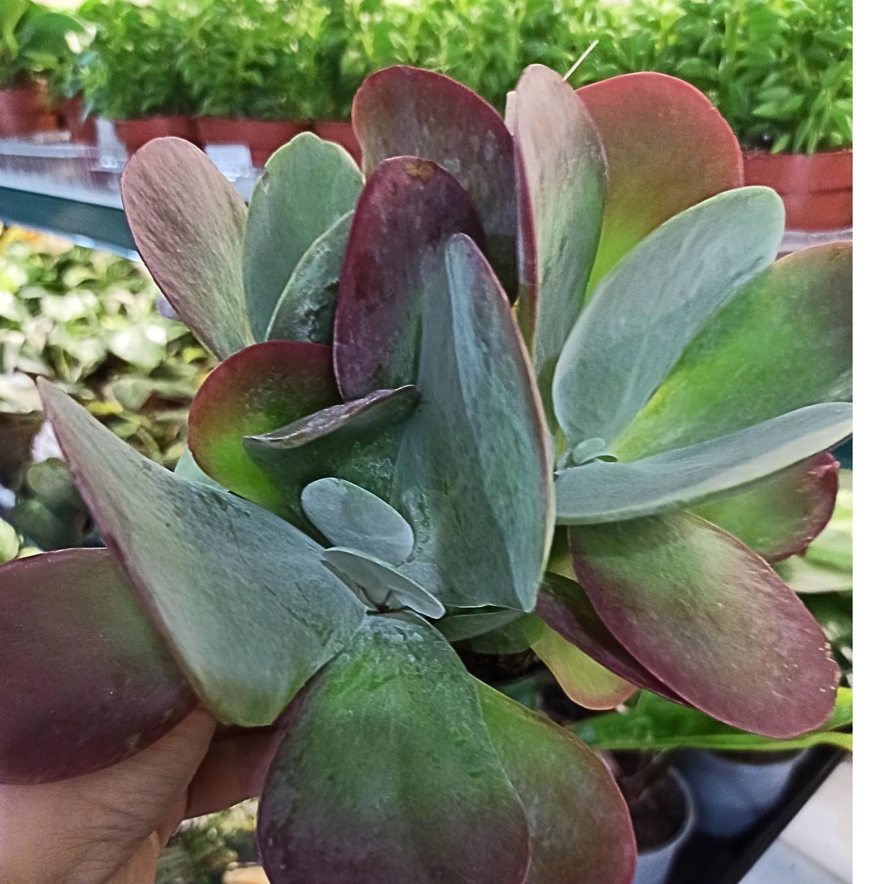 Kalanchoe thyrsiflora C1,2