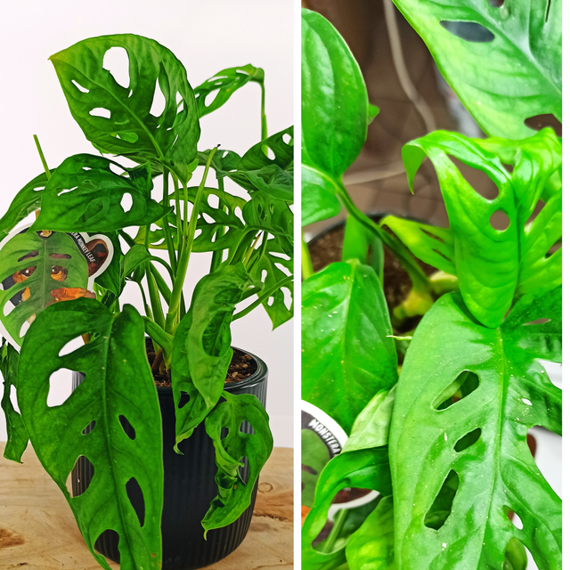 Monstera Monkey Leaf C1,2