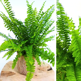 Paproć Nefrolepis exaltata Green Lady Nephrolepis wyniosły C1,2