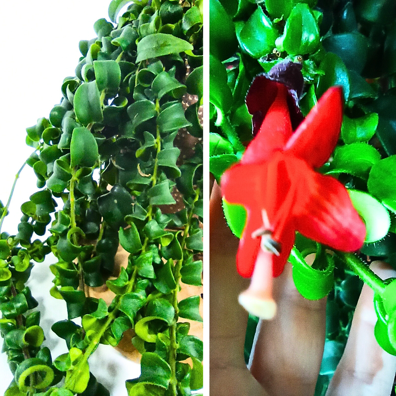 Aeschynanthus Rasta C1,5