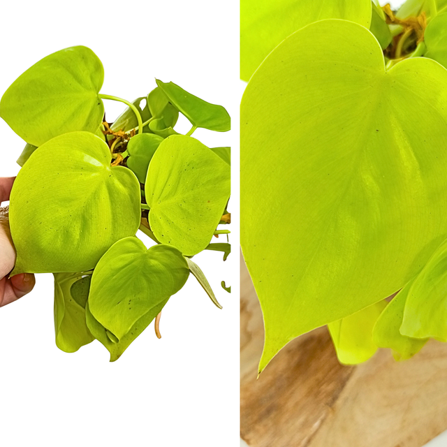 Filodendron Scandens Micans Lime Philodendron C1,2