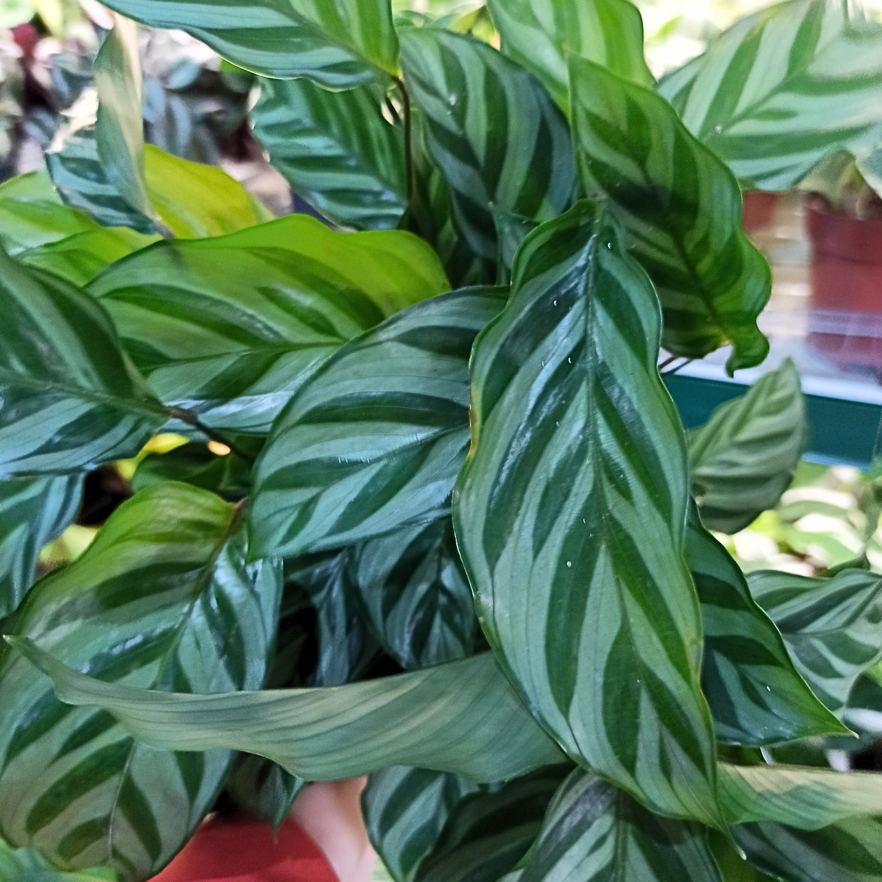 Calathea Freddie C1,2
