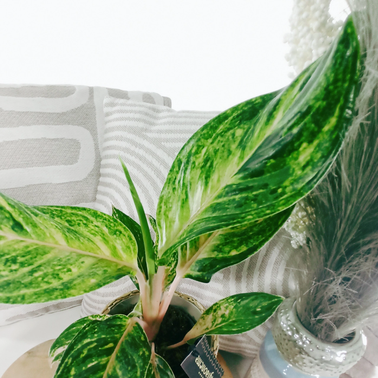 Aglaonema Peach Pearl C1,2