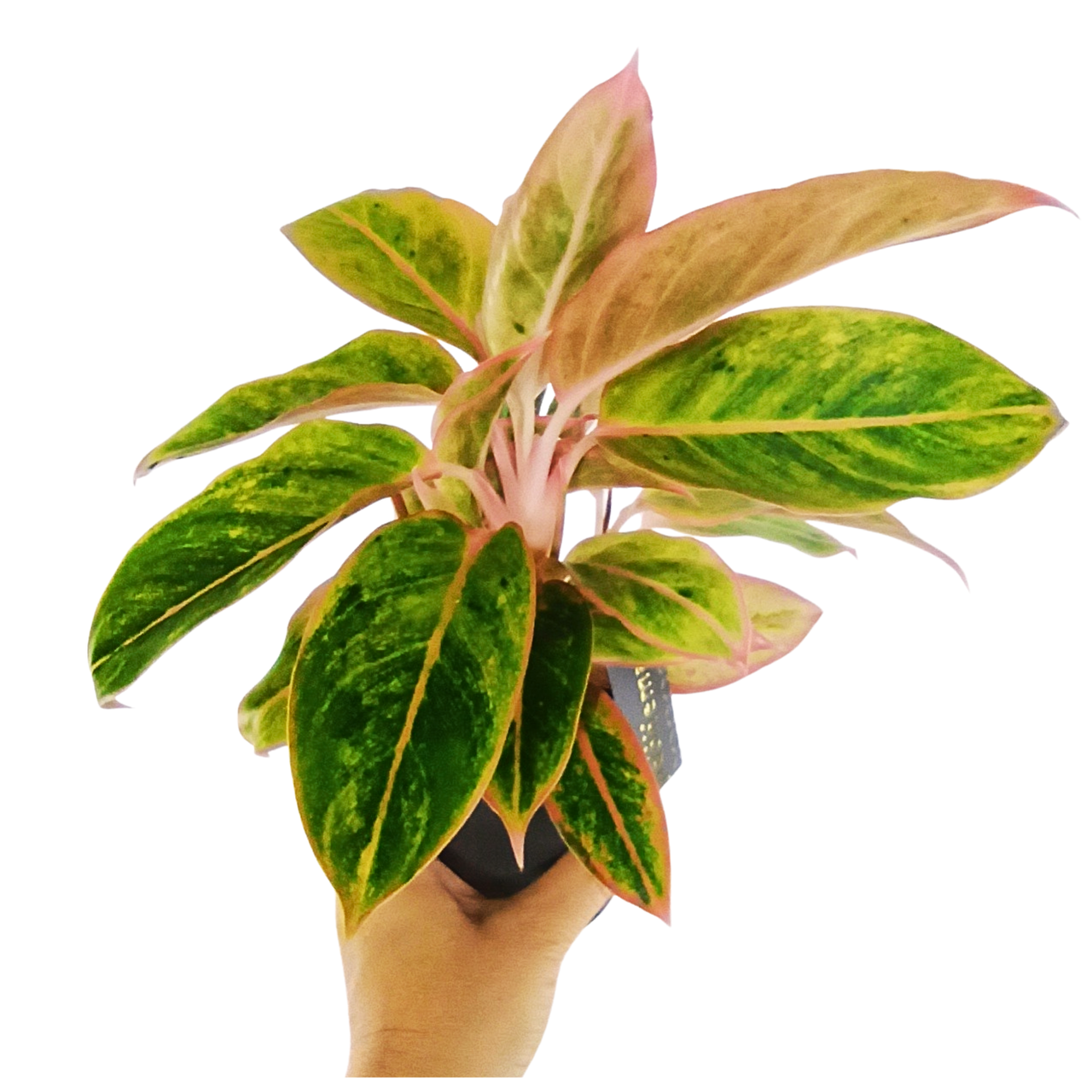 Aglaonema Salomon Fantasy C1,2