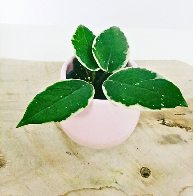 Hoya Flamingo Dream C0,6