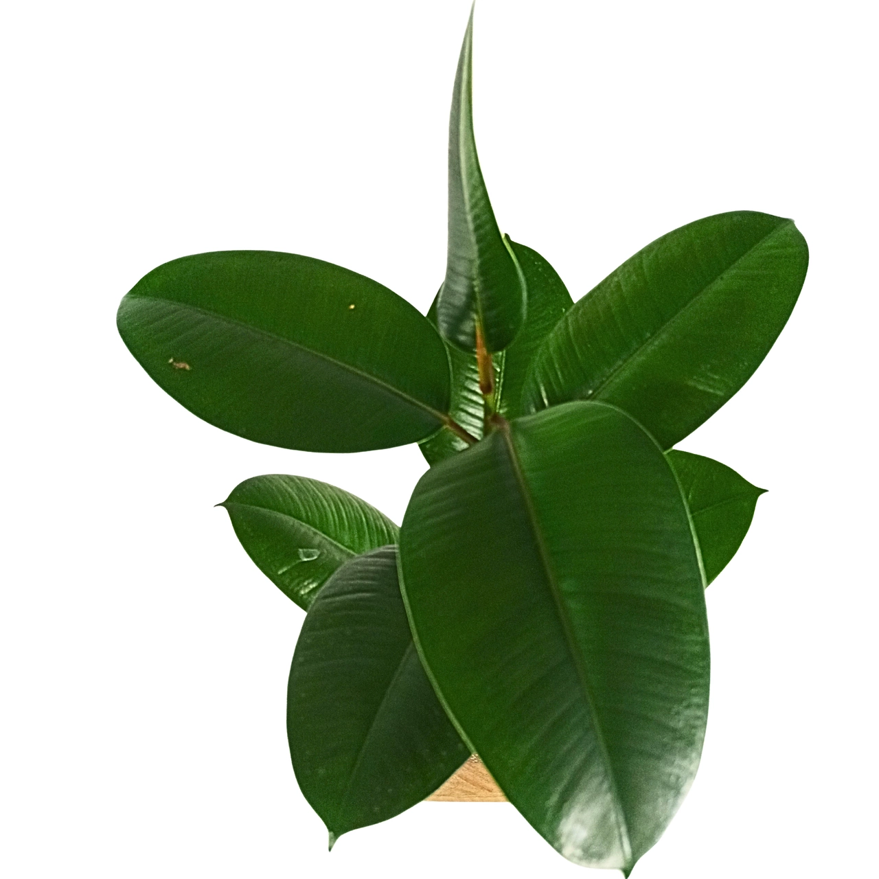 Ficus Elastica Robusta (Gummibaum) C1,2