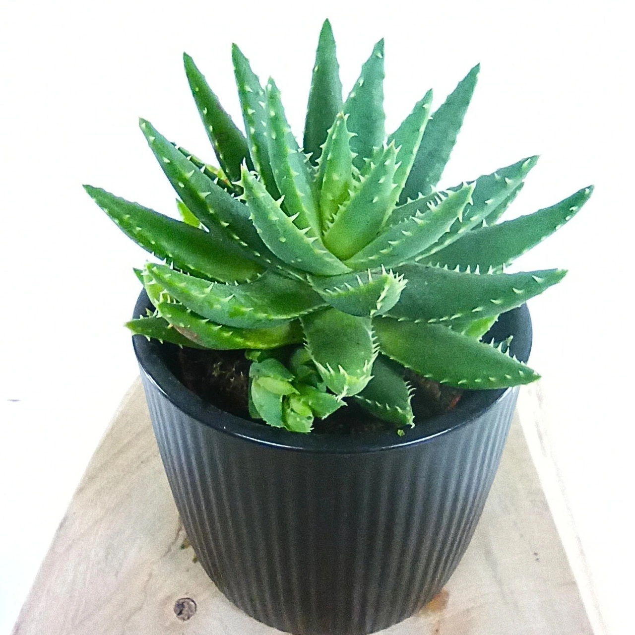 Der kurzblättrige Aloe (Aloe brevifolia) C1,2