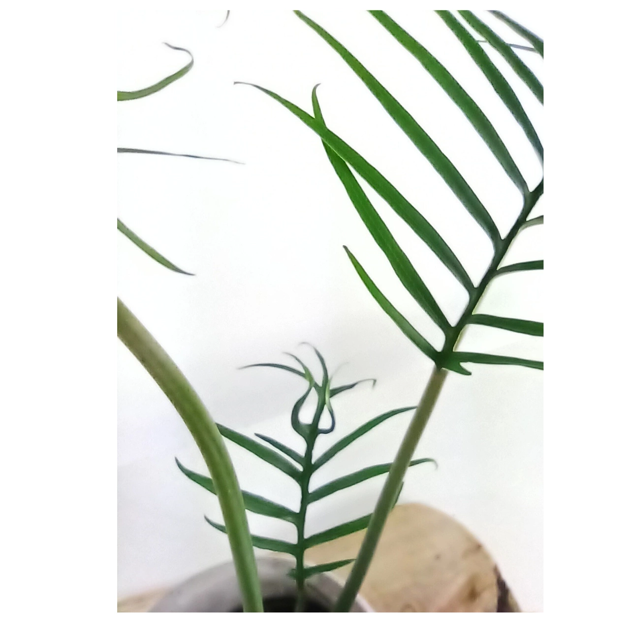 Philodendron Tortum C1,2