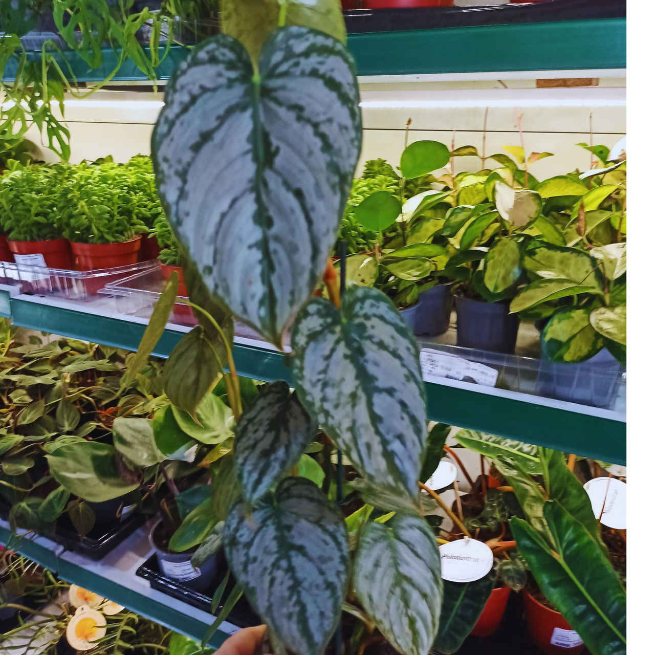 Filodendron brandtianum Philodendron C1,2