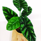 Alocasia Sinuata V1,2